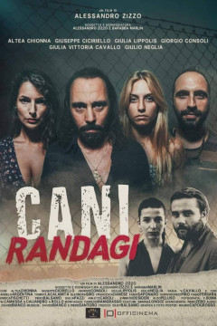 Cani Randagi poster - indiq.net